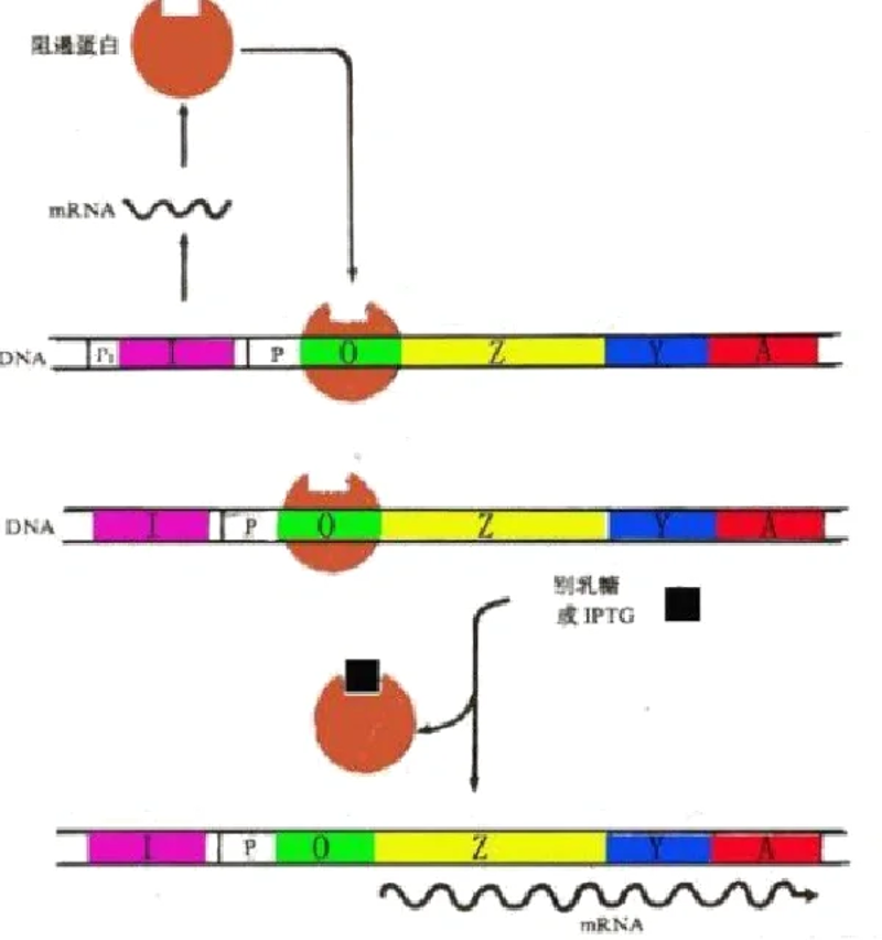 生物科技：未来医疗的革新之路